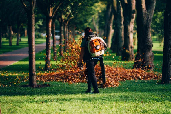 Why Hiring a Tree Service Can Improve Your Yard